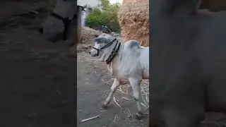 ongole bull #ongolebulls