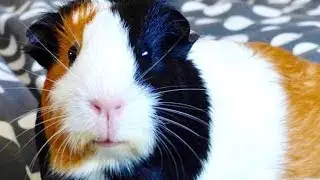 6 Tips for Feeding a Sick Guinea Pig