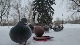 🐦🐿️❄️🥶