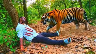 Tiger Attack in the Deep Forest | Battle for Survival | True Jungle Story | Bong Team 05 |