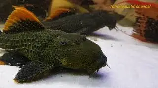 L600  Pseudacanthicus leopardus - Tom's aquatic channel
