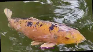Is Your Koi Pond Hiding a Crisis Learn to Spot Stress Signals Before Its Too Late
