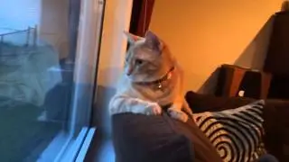 My Cat Does The Ice Bucket Challenge!