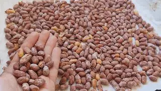 Домашнее жареное какао, хрустящее и соленое, идеально подходит для вечеринок или в качестве проекта
