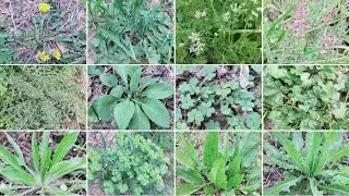 medicinal herbs plants Name and their uses at home