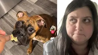 Reacting to the Funniest Dogs & Cats on the Internet