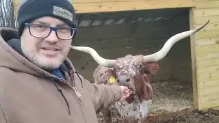 Farmers I'd Like Your Help  #texaslonghorns #cow #farmlife 
