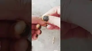 Kutek alami daun pacar air