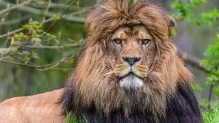 Introducing the Barbary Lion - the most Dangerous Animal in the World! #barbarylion  #thekidsfamily