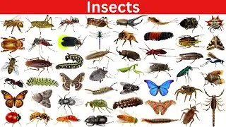 50 Insects Names Song | Learn Insects for Kids | Fun Educational Bug Song
