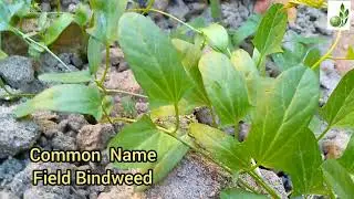 Convolvulus arvensis || LOCAL NAME || FLOWERING SEASON ||
