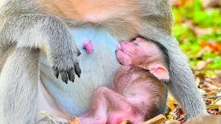 Adorable Baby monkey Emilo getting milk warmly Mama Emila grooming take care him