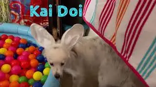 Dog Sniffs Out Treats In Ball Pit