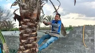 طريقه تنظيف النخل🌴