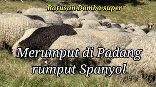 Video: kehidupan peternakan Domba & betina di Padang rumput.!!?