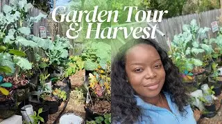 January 2026 Garden Tour + Harvest 