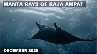 Manta Rays of Raja Ampat, December 2025