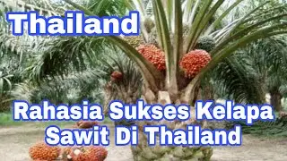 RAHASIA BUDIDAYA KELAPA SAWIT DI THAILAND || NEGARA PENGHASIL SAWIT TERBESAR KE 3 DI DUNIA