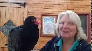 Weekend Raptor Talk | Lurch, Turkey Vulture | April 12, 2020 | Nature & Wildlife Discovery Center