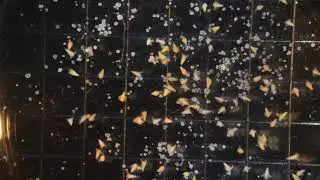 Brine Shrimp Succumbing to Balls of Stinging Cells From Jellyfish