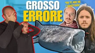 Lo SQUALO BALENA non è un'attrazione! Reaction a Human Safari