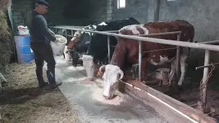 Tövlədə Artım Və Xərclər.2026 cı il.1 ci bölüm