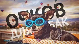 Doggles для doggies (Собачьи очки)
