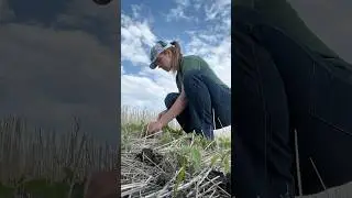 A Day in the Life of a Crop Scout