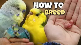 English Budgie Growth Stages - Day 1 to Flight Timelapse