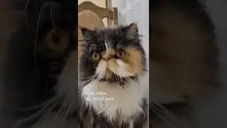 Calm Vibes, Big Round Eyes | Relax with This Adult Cat