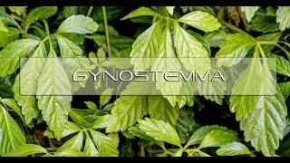 Gynostemma 