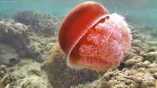 Cauliflower Jellyfish 🪼