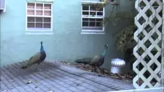 Peacocks in the City