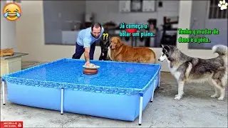 Sozinhos com um prato cheio de frango no meio da piscina -  Olhem o Malinois..kkkkkk