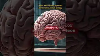 Scientists Create 3D Hybrid Brain Models for Better Drug Research | Wise Bytes Lab #3d #research