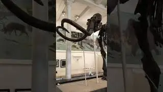 American Museum of Natural History | The bones of the extinct wooly mammoth #shorts