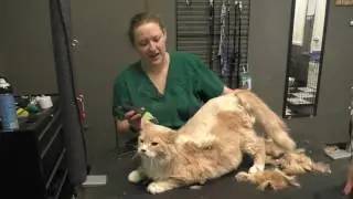 Fred gets a Lion Cut!