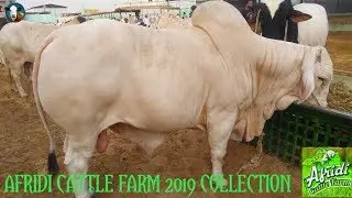 Afridi Cattle Farm 2019 Collection || Beauty Giant Huge Heavy Weight Bulls