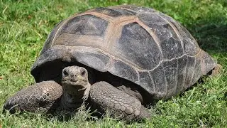 Visiting Animals in Blank Park Zoo, Zoological Park in Des Moines, Lowa, United States