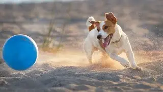 THE JACK RUSSELL   SMALL & DANGEROUS GUARD DOG?