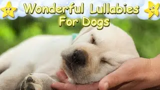 Super Relaxing Sleep Music For Labrador Puppies ♫ Relax Your Dog Effectively