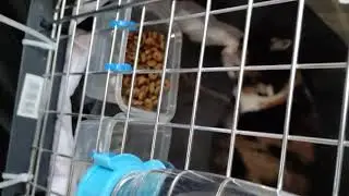 How Live Animal flies with Qatar Airways