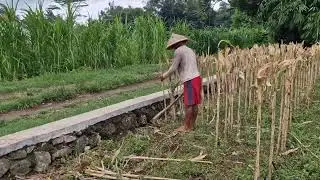 A GENIUS FARMER CLEANS HARVESTED CORN CROPS WITH A SIMPLE AND INTELLIGENT HOE! -Agriculture Farming