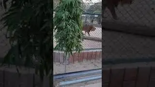 BUBER SHEER IN VEHARI ZOO