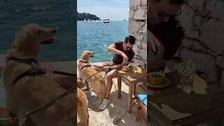 Traveling through 7 countries with two dogs and a baby!