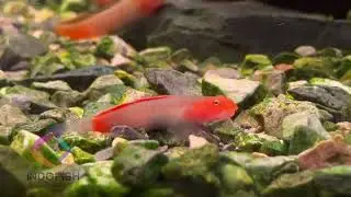 Lentipes Mekonggaensis - Freshwater Goby