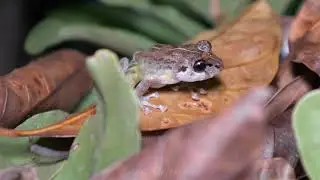 Horned Forest Frog