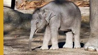 Baby Animals - Discoveries and First Adventures