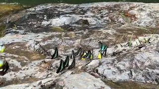 Lasir Waterfall | Butterflies | Kuala Terengganu | Malaysia, Lake Kenyir | Family Kohtient