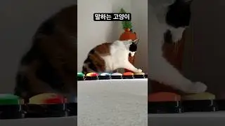Cat Talking button training